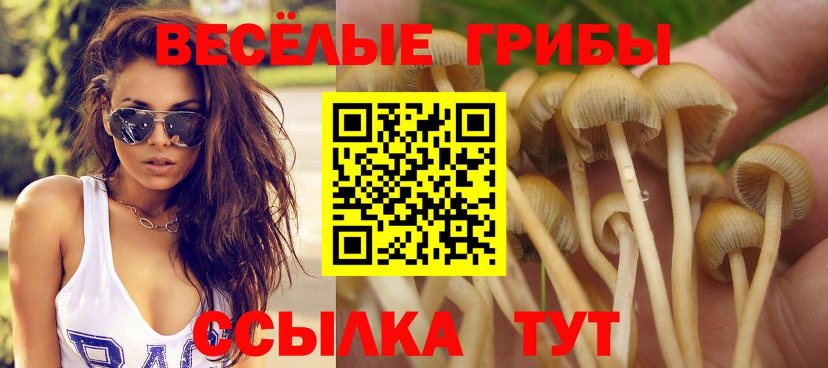 Псилоцибиновые грибы Psilocybe  Вход с VPN  Ярославль 